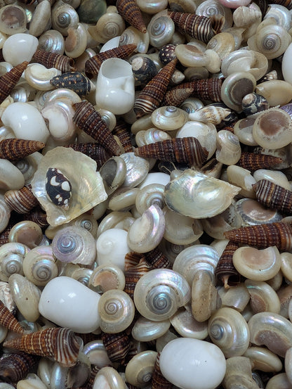 Speciality Small Mix Shells -Pearl Umboniums, Brown Auger, Natica Moon & more