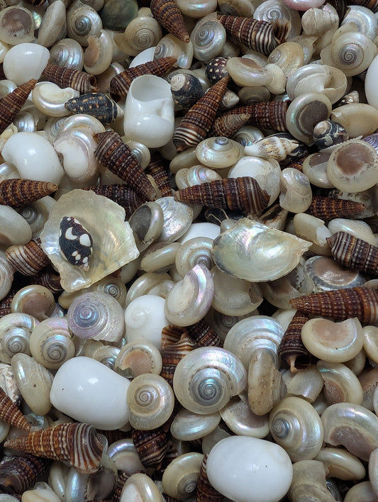 Speciality Small Mix Shells -Pearl Umboniums, Brown Auger, Natica Moon & more