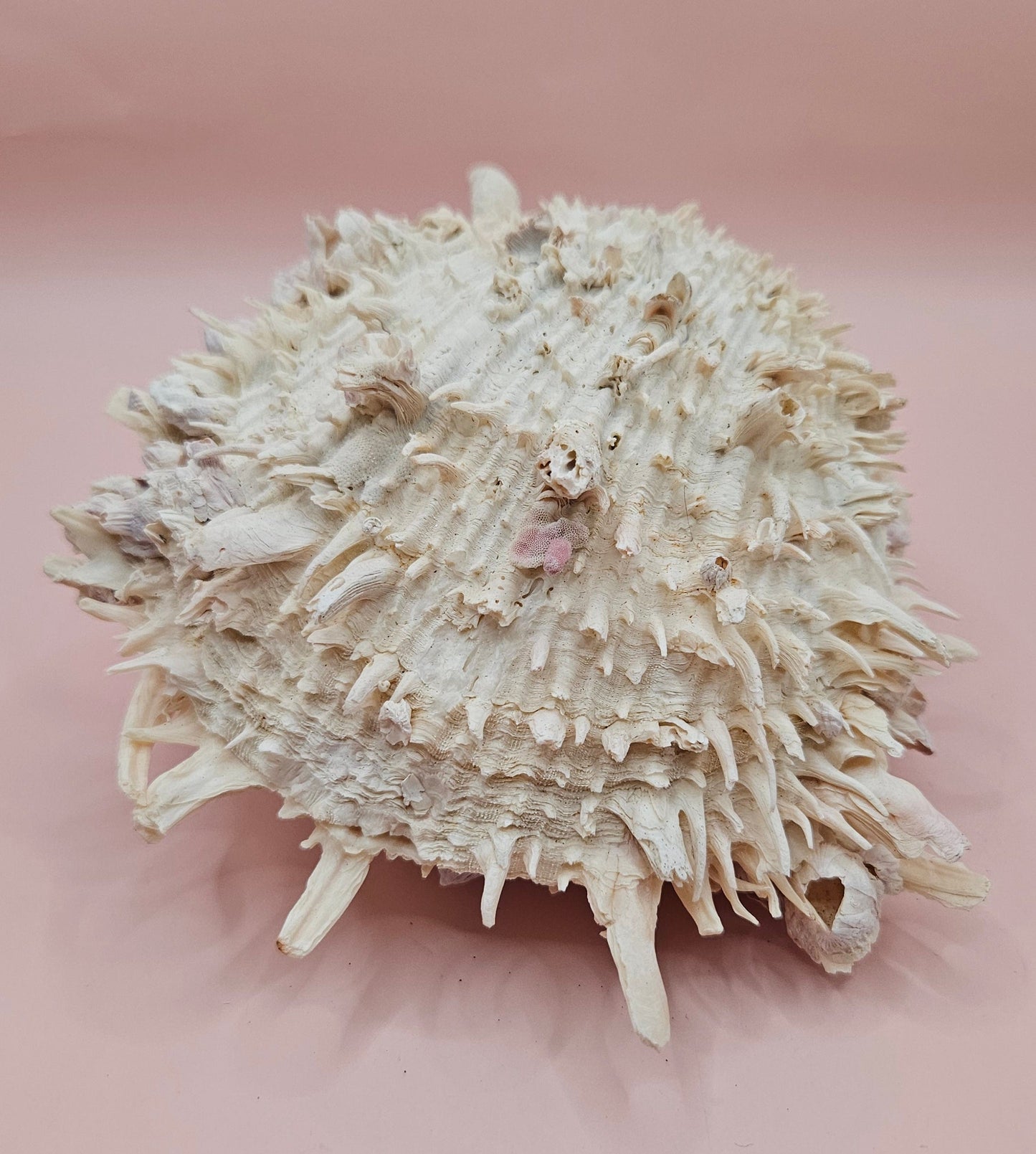 Spiky Spondylus Shell 5.5” with Barnacles  Coastal Decor Textured White Sea Shell Display