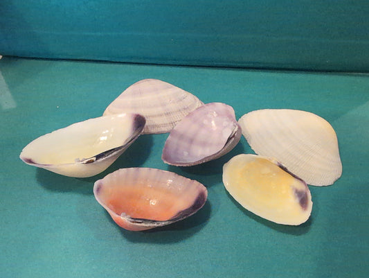 Rainbow Asaphis Vidaceus Clam Shells