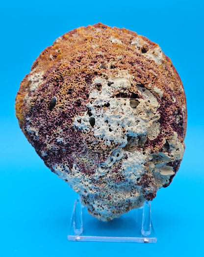 Giant Rock Scallop Seashell | Purple & Golden Coastal Display Shell 7.6" (Crassadoma gigantea)