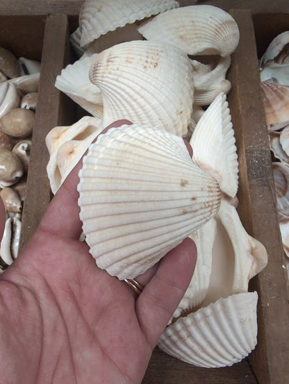 Ark Clam Shell Half (Telligarca Granosa)
