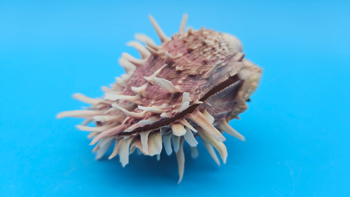 Spiny Spondylus Shell Pair 3.2" – Pink Textured Coastal Display Shell