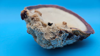 Giant Rock Scallop Seashell | Purple & Golden Coastal Display Shell 7.6" (Crassadoma gigantea)