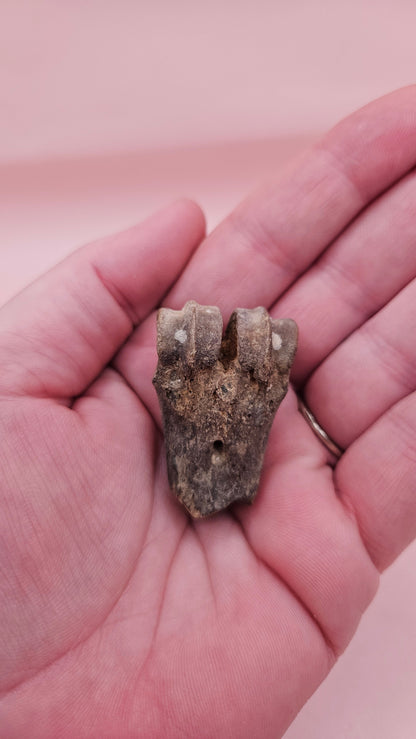 Ice Age Fossil Bone | Distal Cannon Bone from Prehistoric Deer or Horse