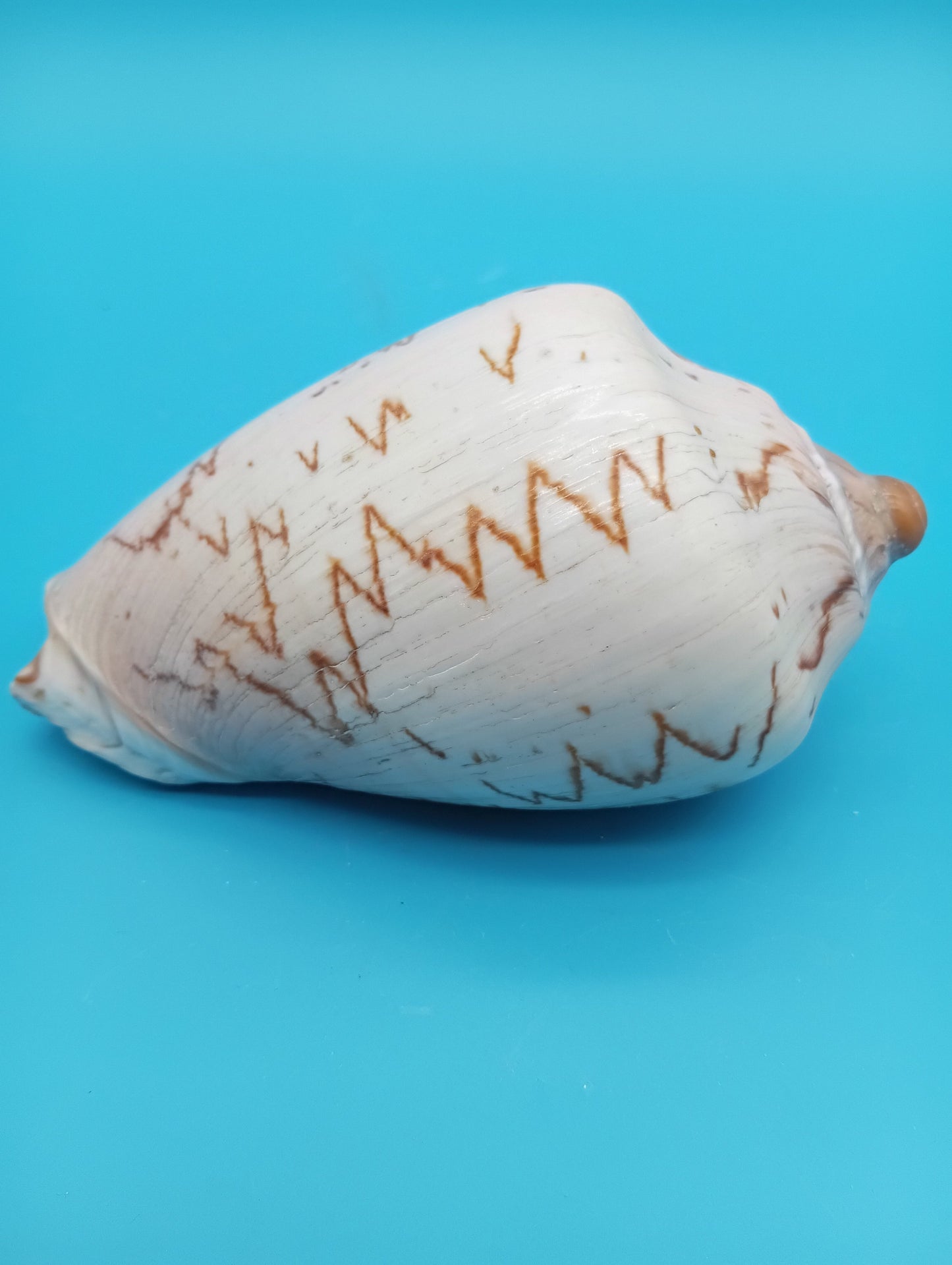 Noble Volute Shell 5" – Premium Coastal Decor Display Cymbiola nobilis