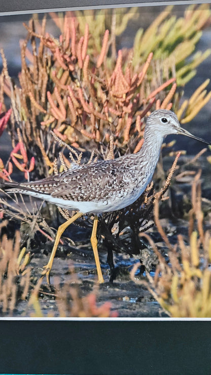 Shorebird Among Seaweed Coastal Print – 14x11 Wildlife Photography by Cheryl Kiser