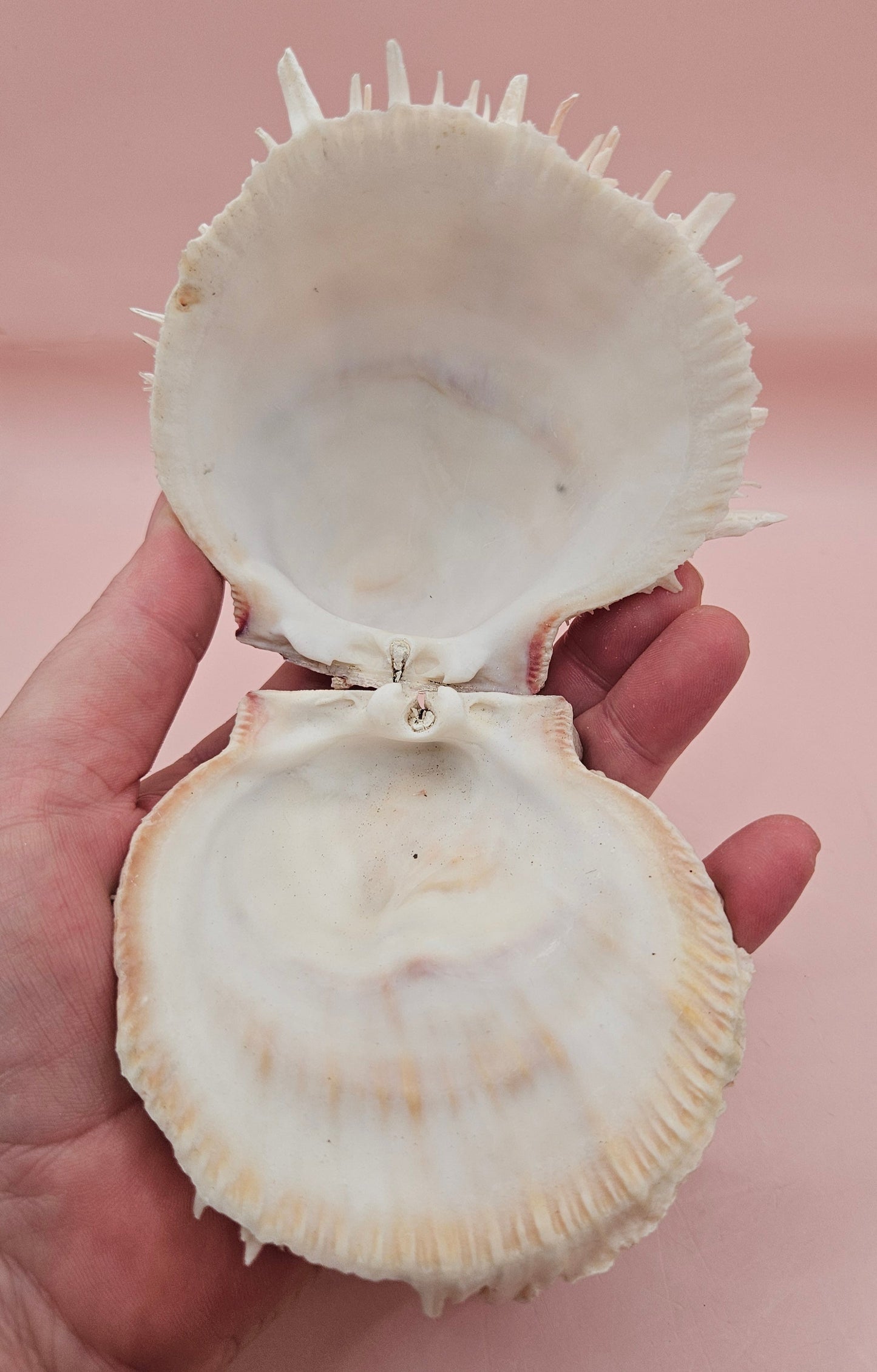 Spondylus Shell – 4" Pink & White Coastal Display Spiny Thorny Oyster Bivalve