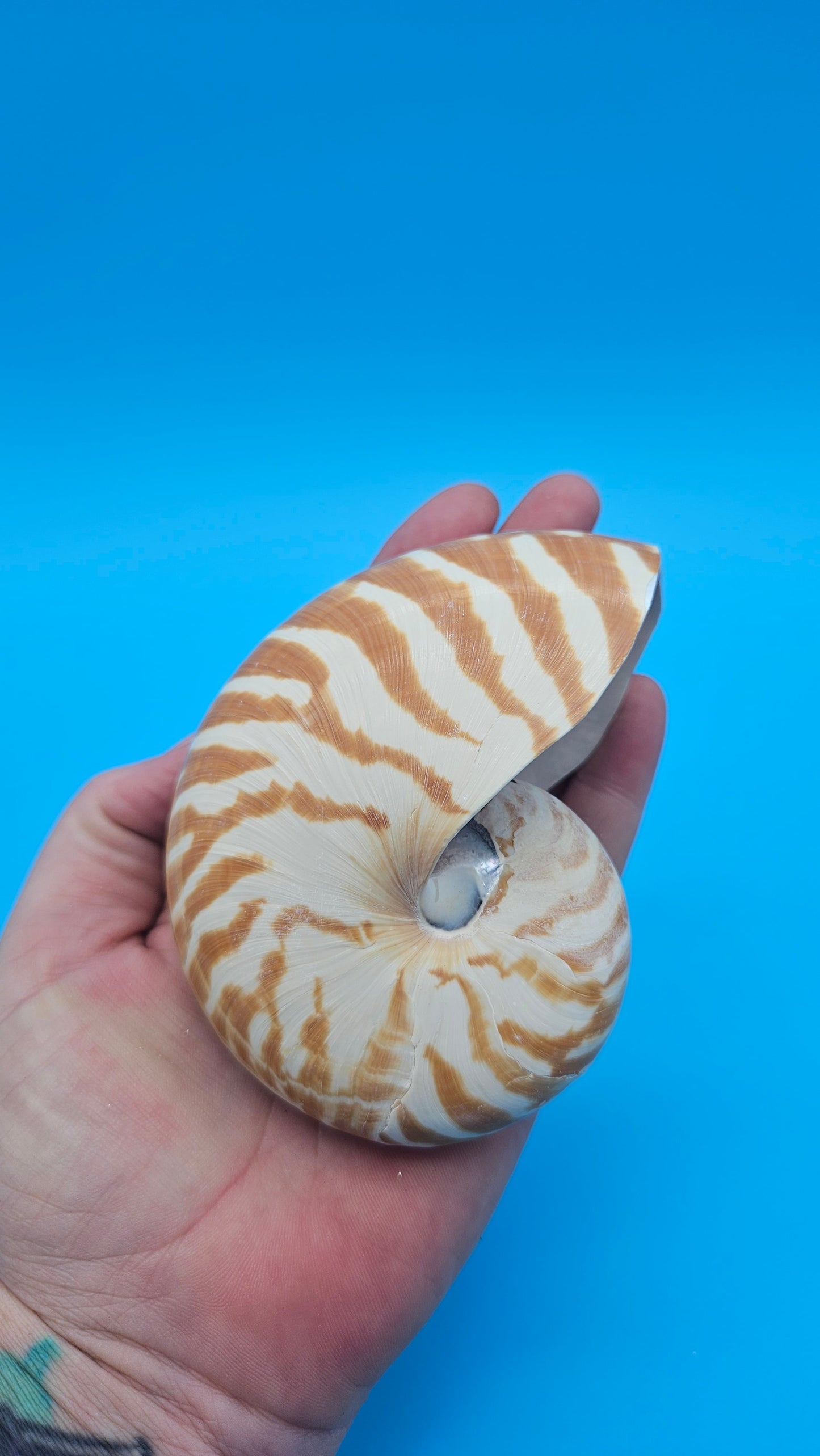 Chambered Tiger Nautilus Shell – Striking Natural Ocean Decor 4" Nautilus pompilius