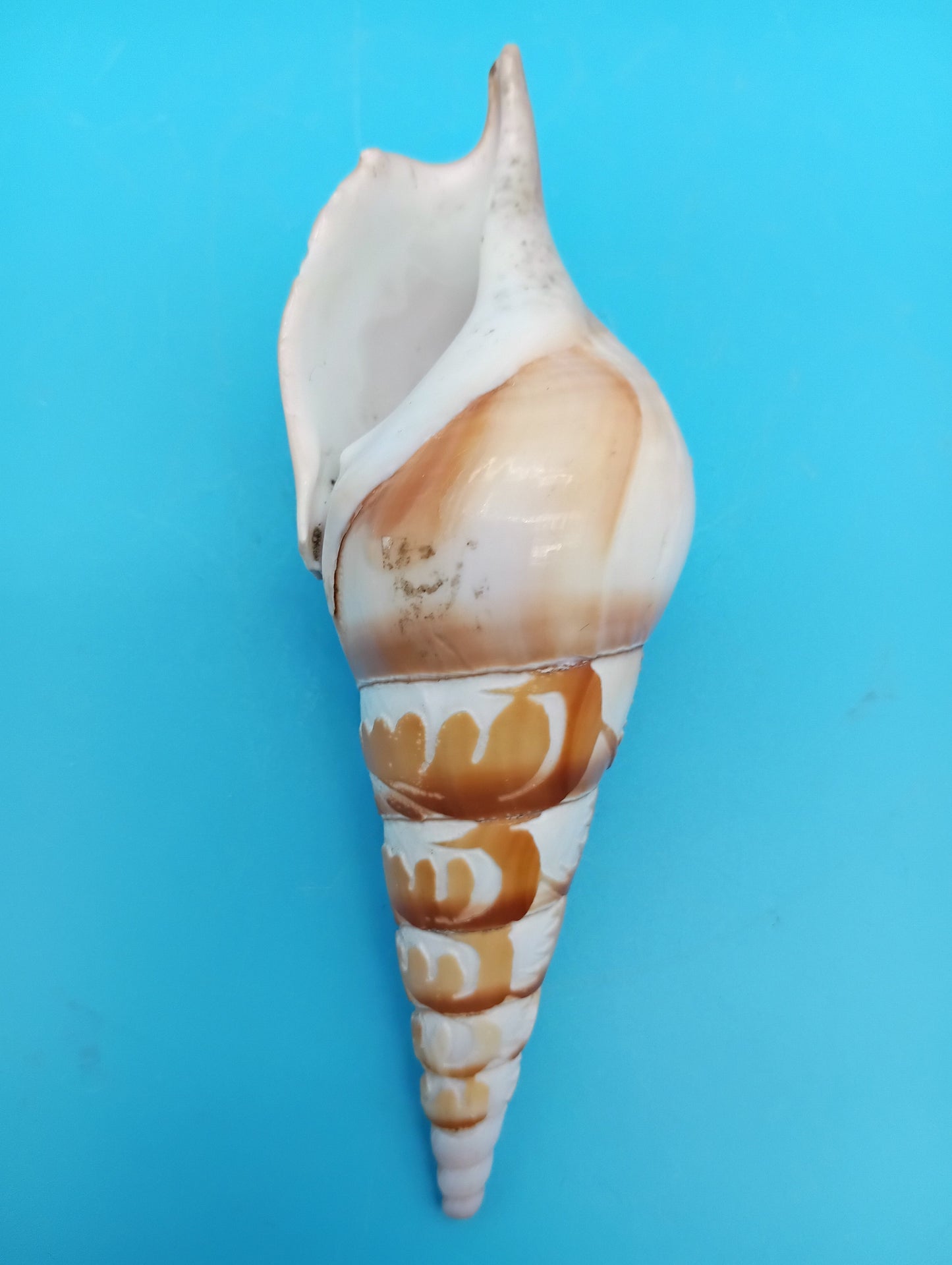Carved Tibia Shell with Palm Tree Scene – 4.4"