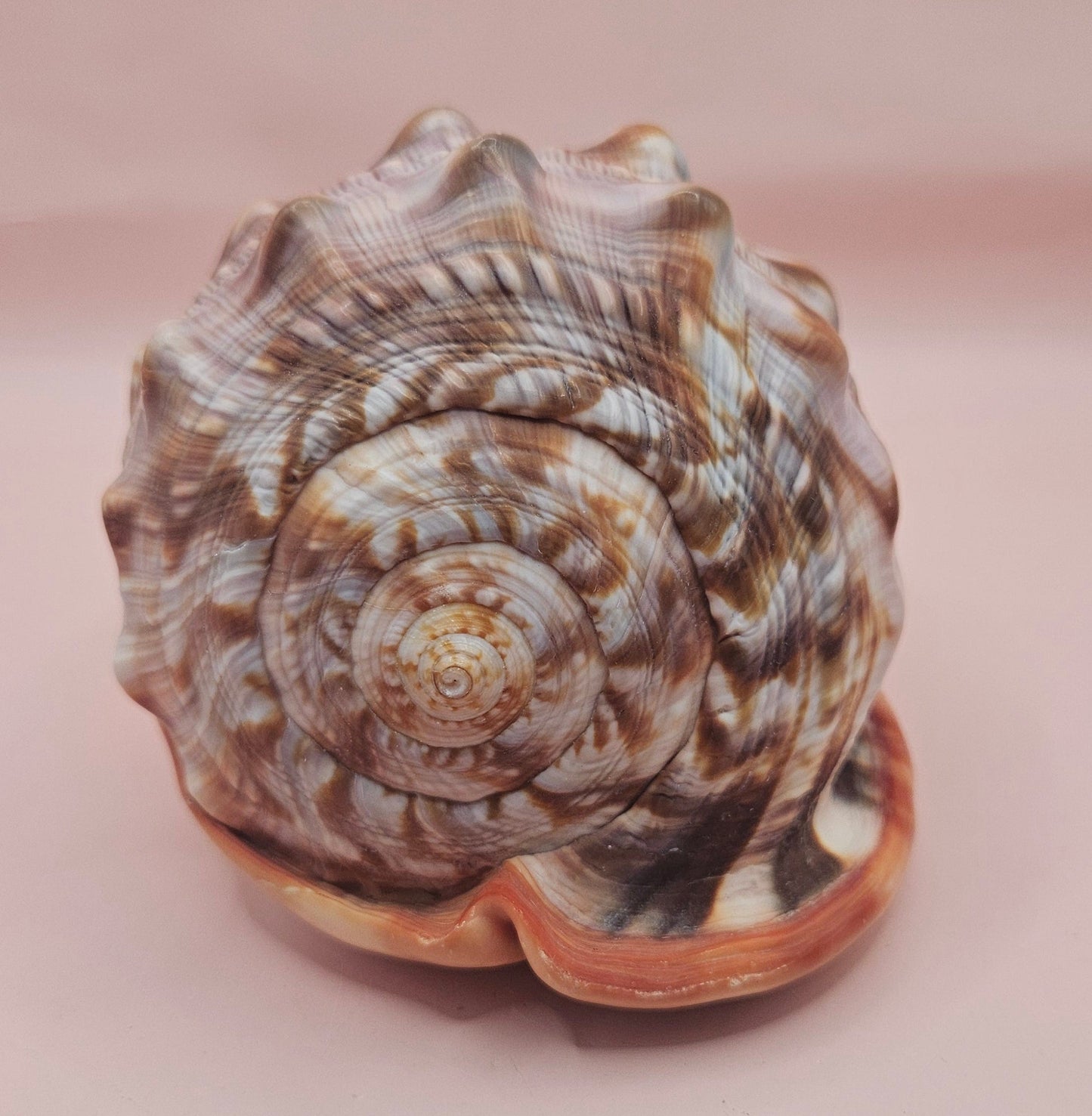 Select Bullmouth Cameo Helmet Shell 7x5x4 Display