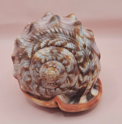 Select Bullmouth Cameo Helmet Shell 7x5x4 Display