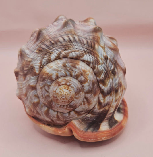 Select Bullmouth Cameo Helmet Shell 7x5x4 Display