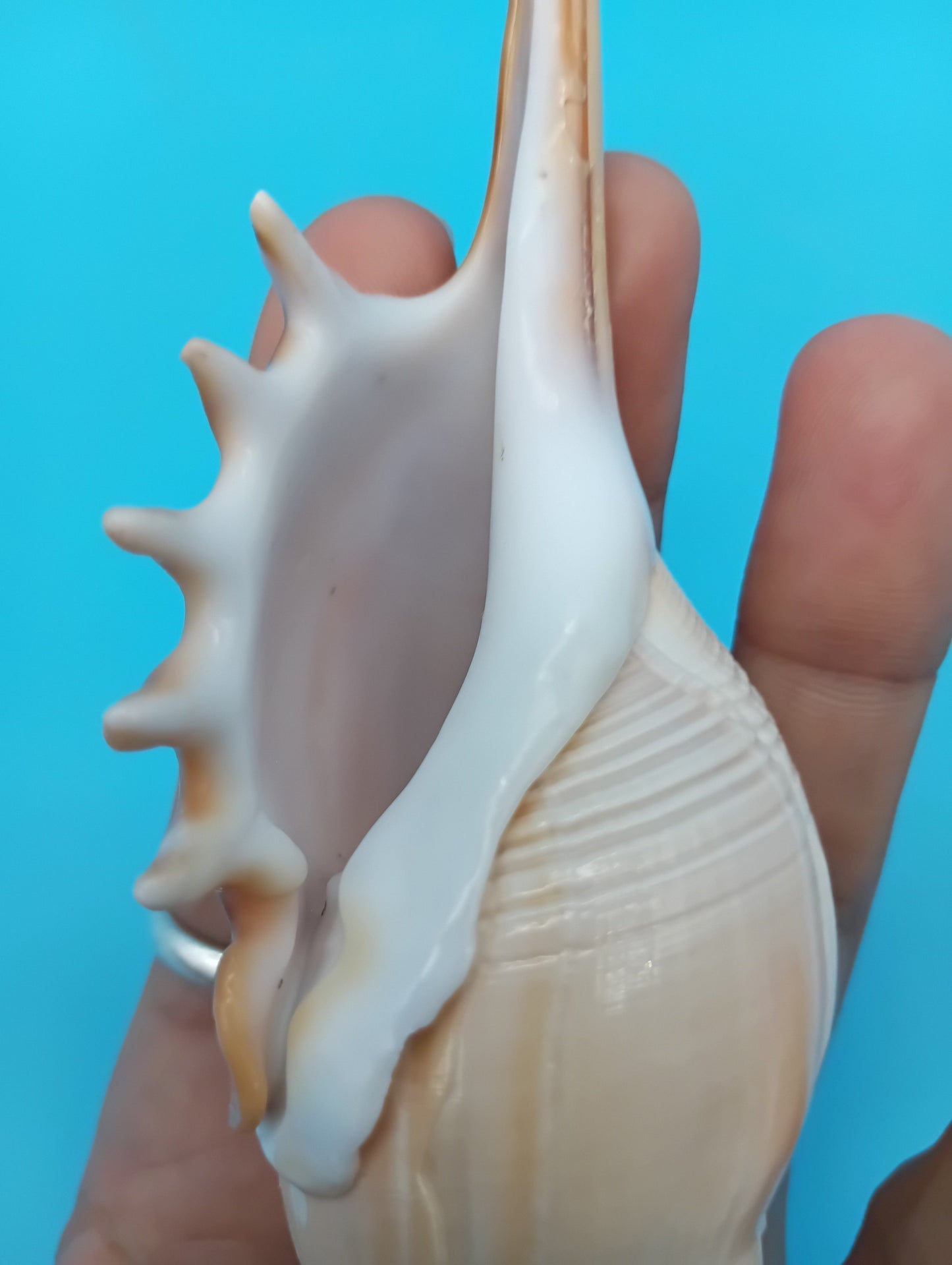 Large Shinbone Tibia Shell Display – Coastal Home Decor Specimen (Tibia fusus) 9"