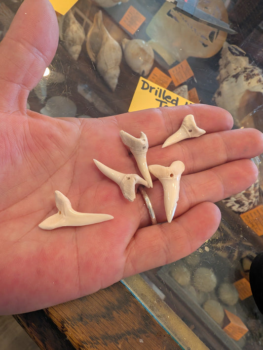 Drilled Mako Shark Tooth