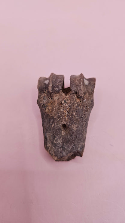 Ice Age Fossil Bone | Distal Cannon Bone from Prehistoric Deer or Horse