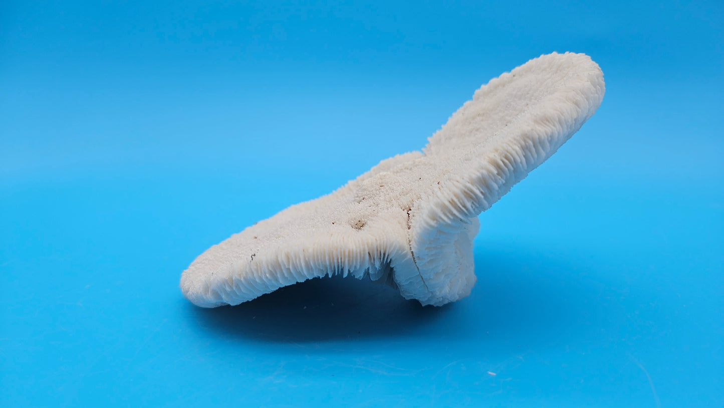 Rare Mutant Mushroom Coral Display - Premium Coastal Home Decor Specimen