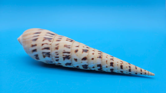 Marlin Spike Display Shell (Terebra maculata) 6.7" – Premium Coastal Decor Specimen
