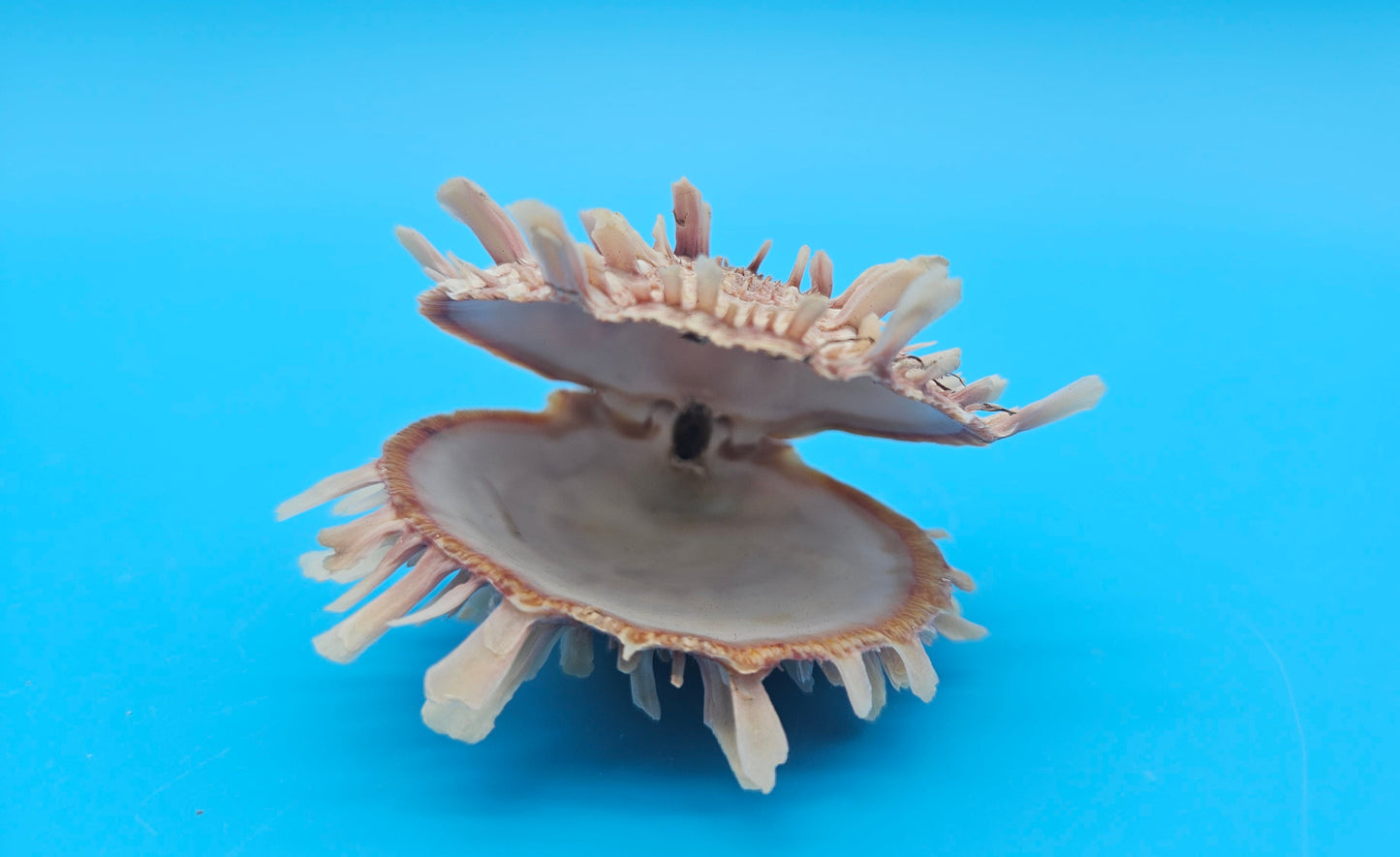 Spiny Spondylus Display Shell Pair 3" – Natural Coastal Décor with Texture