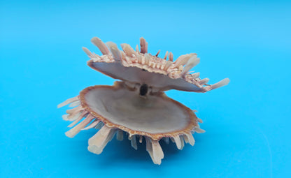 Spiny Spondylus Display Shell Pair 3" – Natural Coastal Décor with Texture