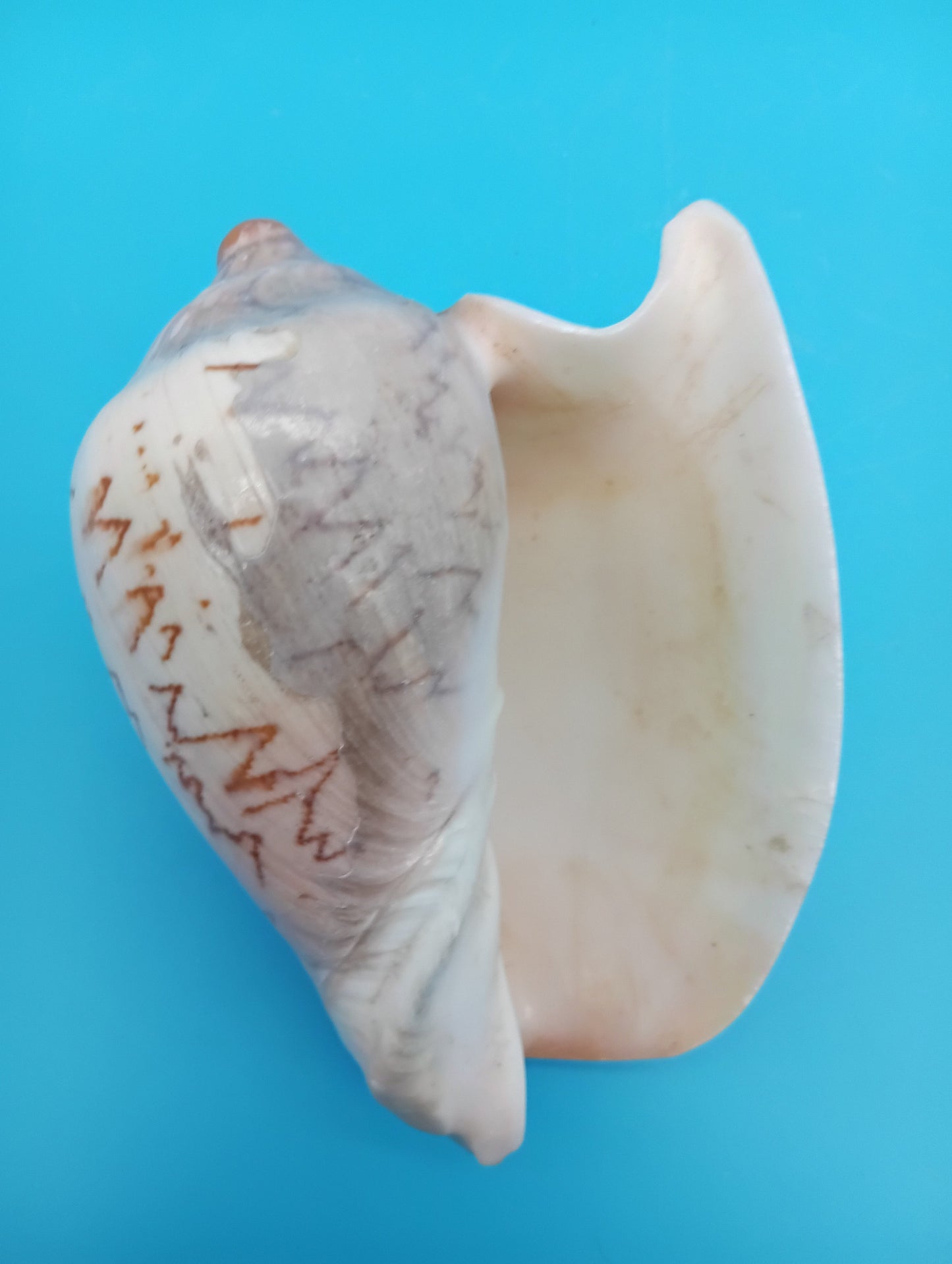 Noble Volute Shell 5" – Premium Coastal Decor Display Cymbiola nobilis