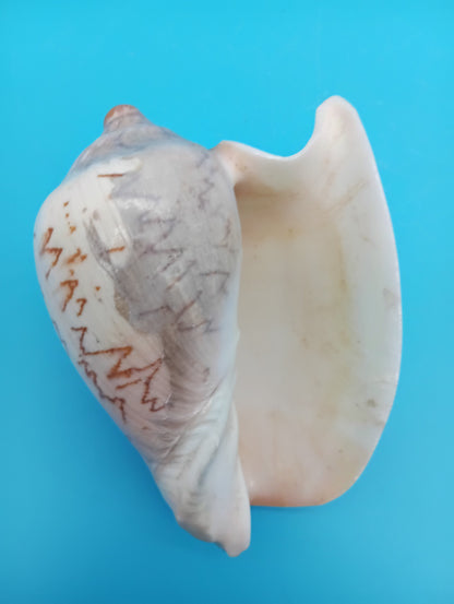 Noble Volute Shell 5" – Premium Coastal Decor Display Cymbiola nobilis