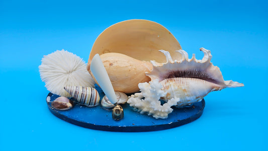 Coastal Seashell Pen Holder – Vintage Ocean-Inspired Desk Decor (9x5x3.5)