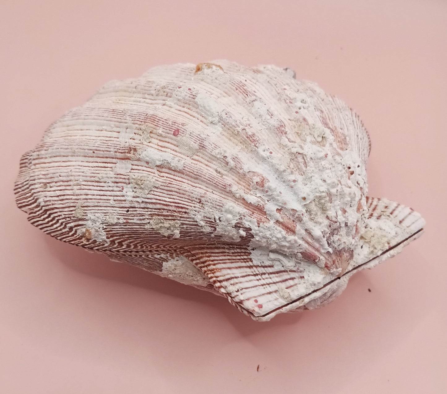 Natural Lion's Paw Seashell Pair – 5.0" x 5.2" – Coastal Display Accent