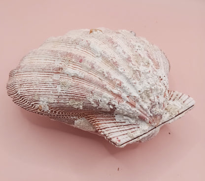 Natural Lion's Paw Seashell Pair – 5.0" x 5.2" – Coastal Display Accent