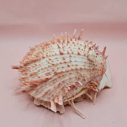 Large Spiny Oyster Spondylus Shell – 5.3" Wide Coastal Display Shell with Barnacle Detail