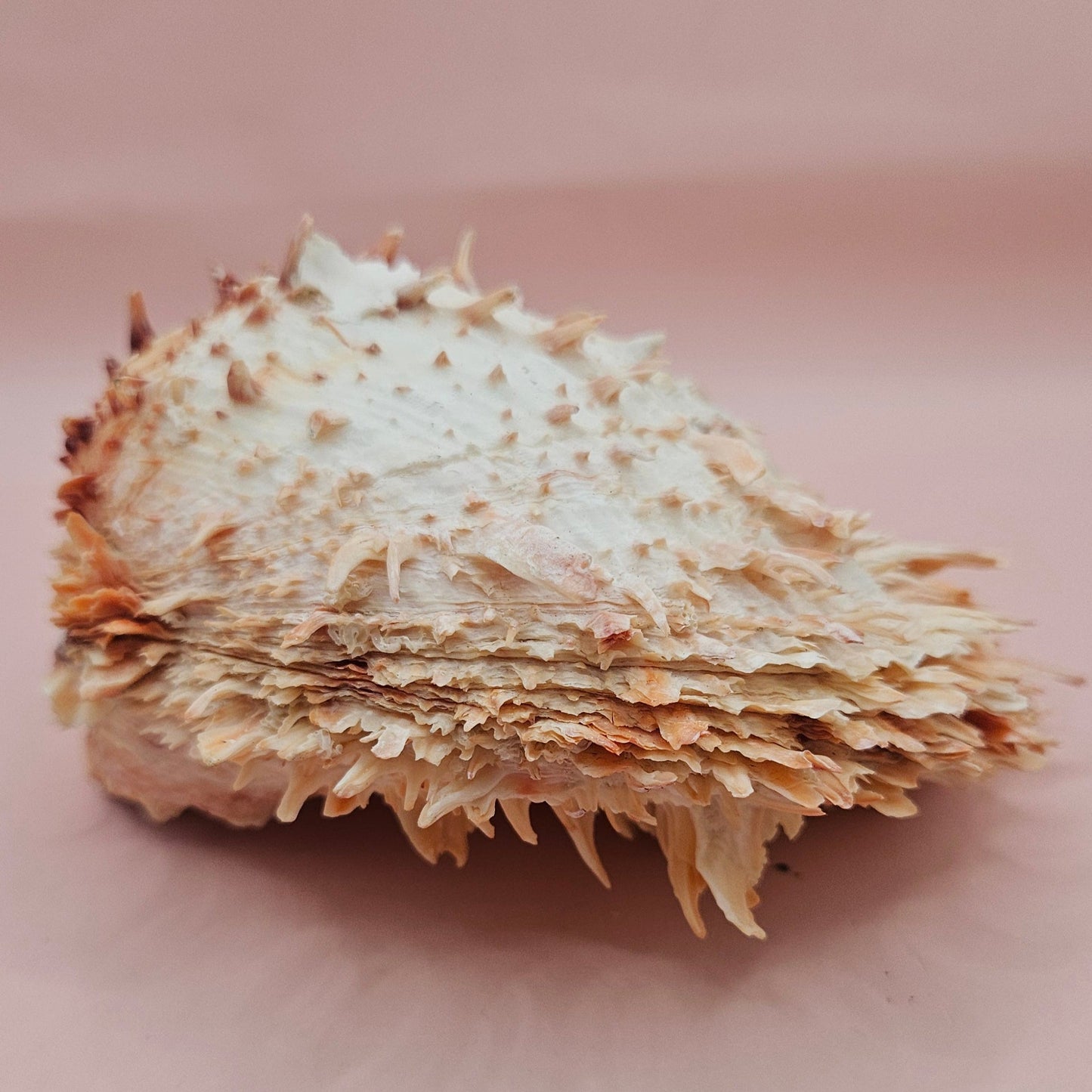 Large Hinged Spondylus Shell – 5.7" Coral-Tinged Ocean Display with Textured Spines Spiny Thorny Oyster