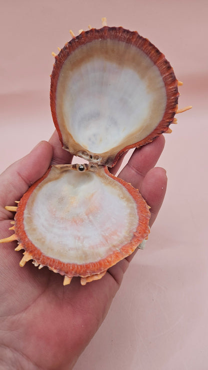 Spiny Spondylus Shell with Coral Encrustation – 3.5" Ocean Display Decor