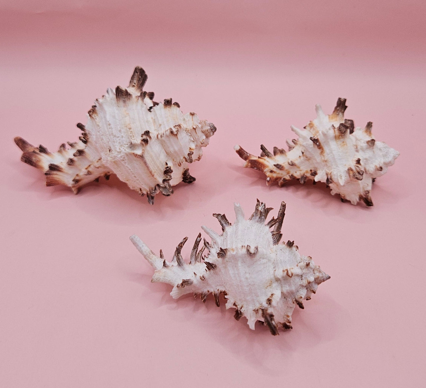 Trio of Murex Endive Shells | Coastal Display Decor | Spiked Sea Shells for Nautical Styling
