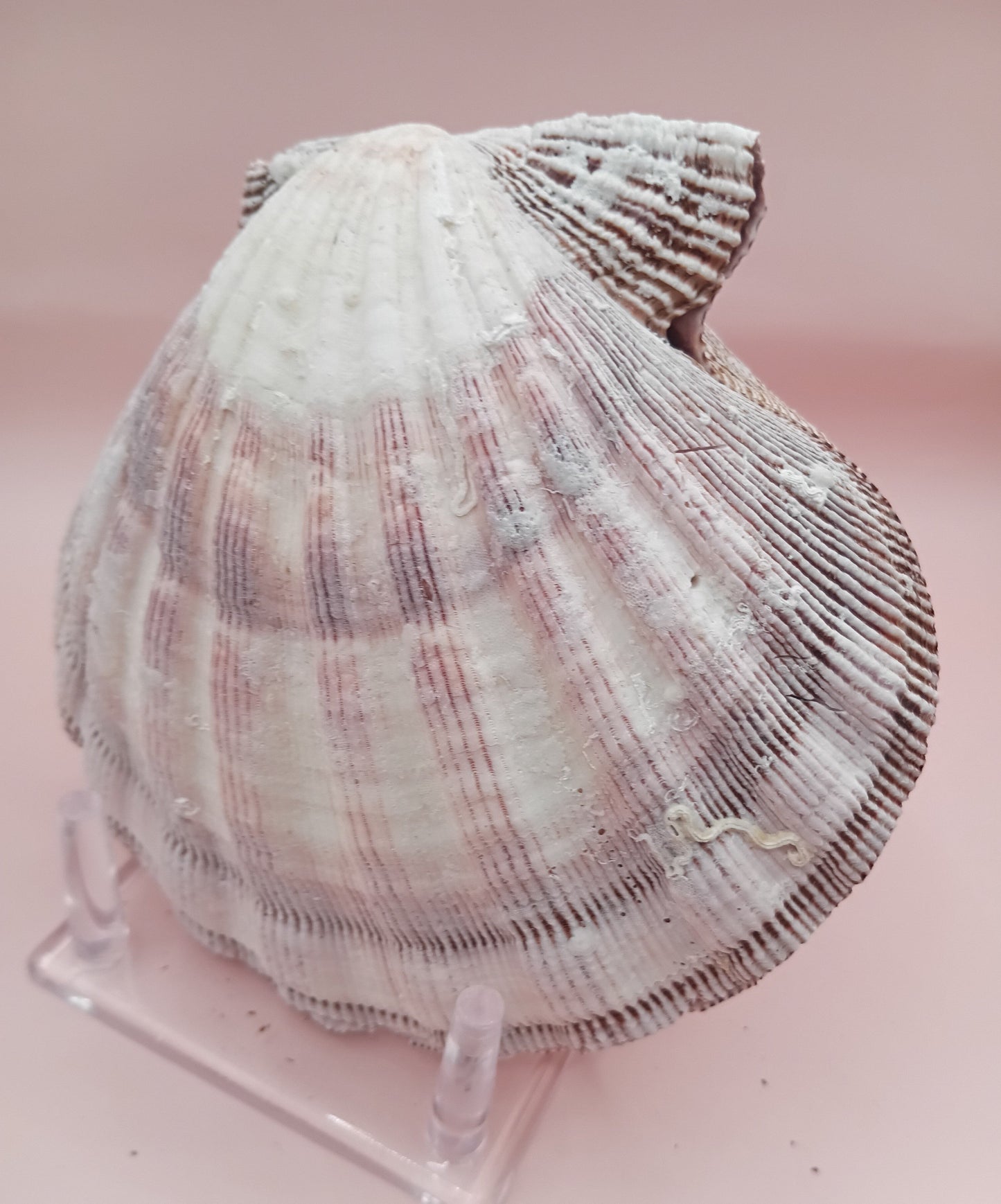 Natural Lion's Paw Seashell Pair – 5.5" x 5.0" – Coastal Display Accent