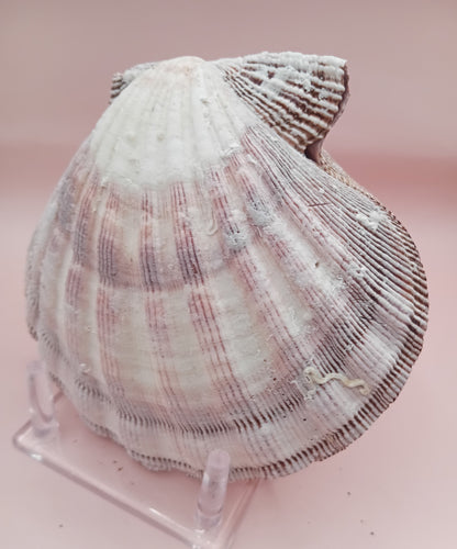 Natural Lion's Paw Seashell Pair – 5.5" x 5.0" – Coastal Display Accent