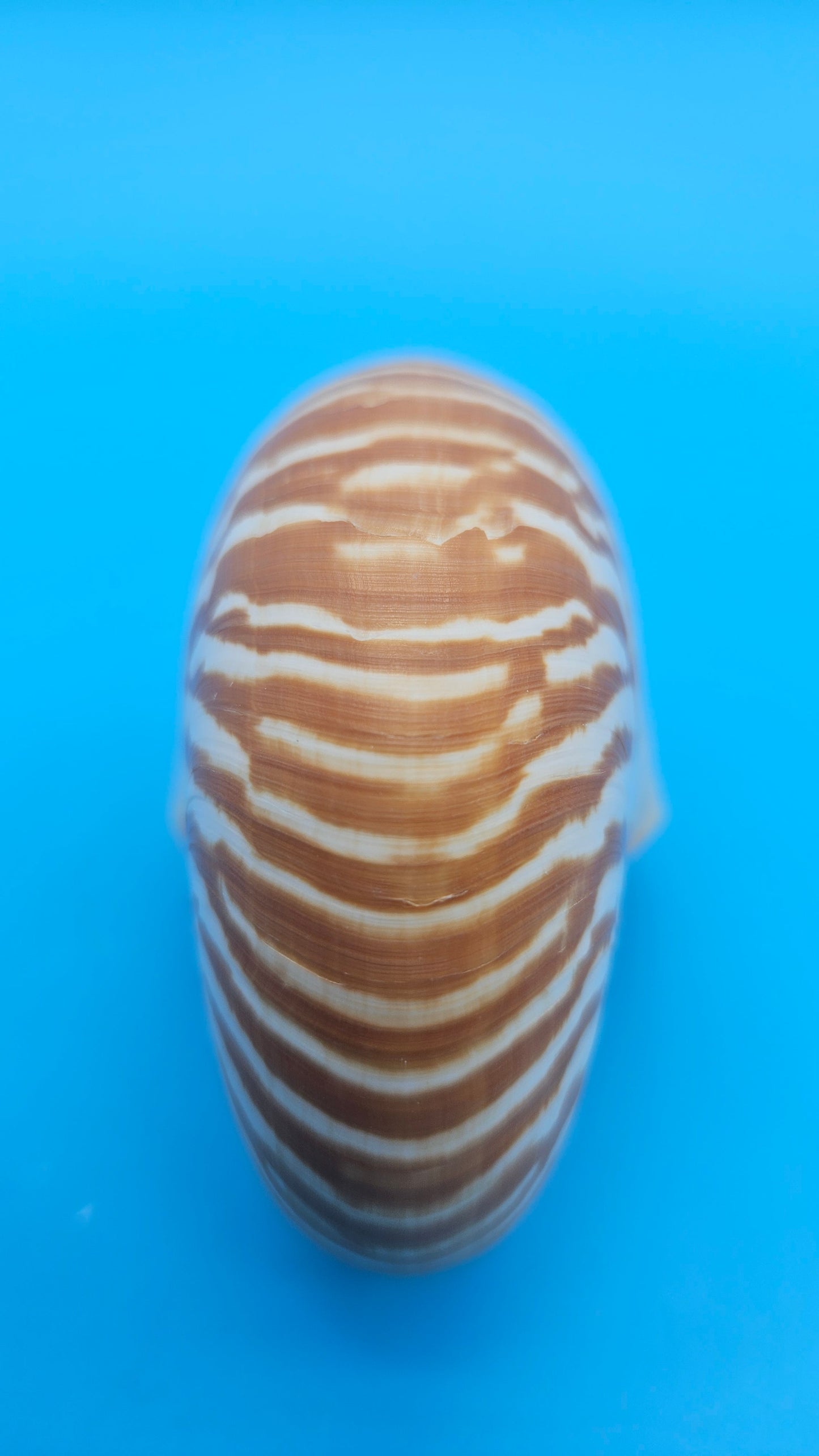 Tiger Nautilus Shell – Striking Natural Ocean Decor 3.6"