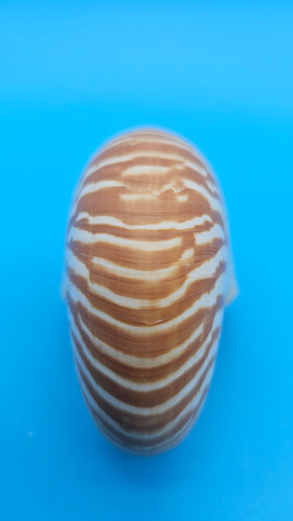 Tiger Nautilus Shell – Striking Natural Ocean Decor 3.6"