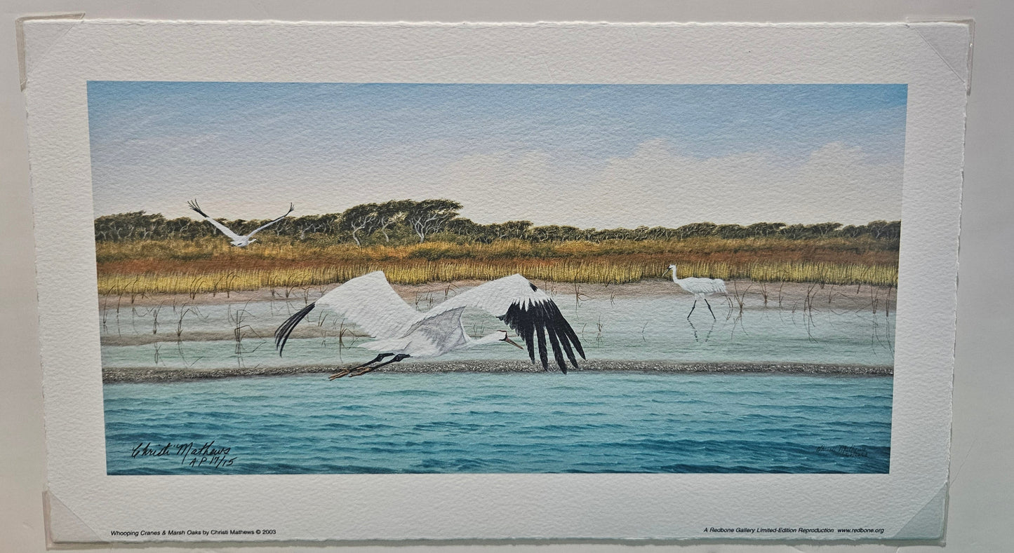 Whooping Cranes & Marsh Grass Art Print by Christi Mathews – Limited Edition 16.25"x9.5"