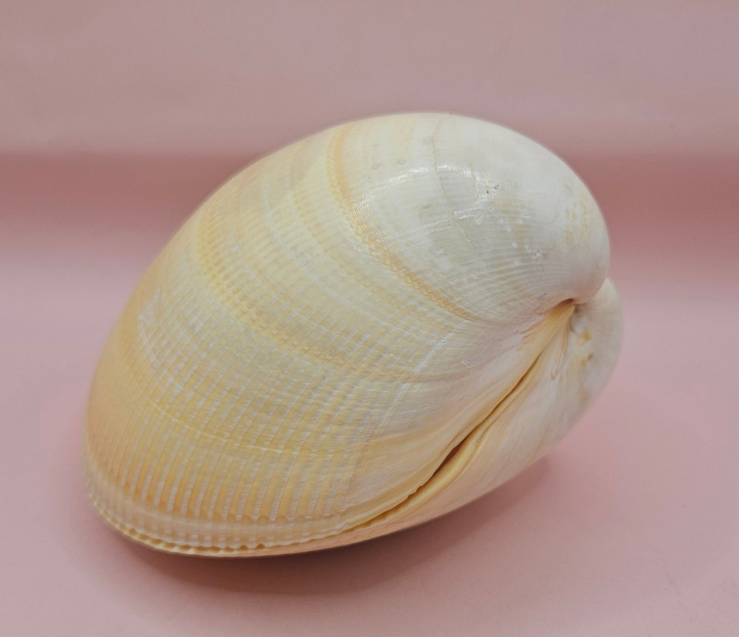 Natural Yellow Giant Cockle Shell Pair for Display | Coastal Home Decor | 4.7x4x3.3 Inches (Laevicardium elatum)