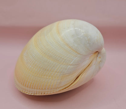 Natural Yellow Giant Cockle Shell Pair for Display | Coastal Home Decor | 4.7x4x3.3 Inches (Laevicardium elatum)