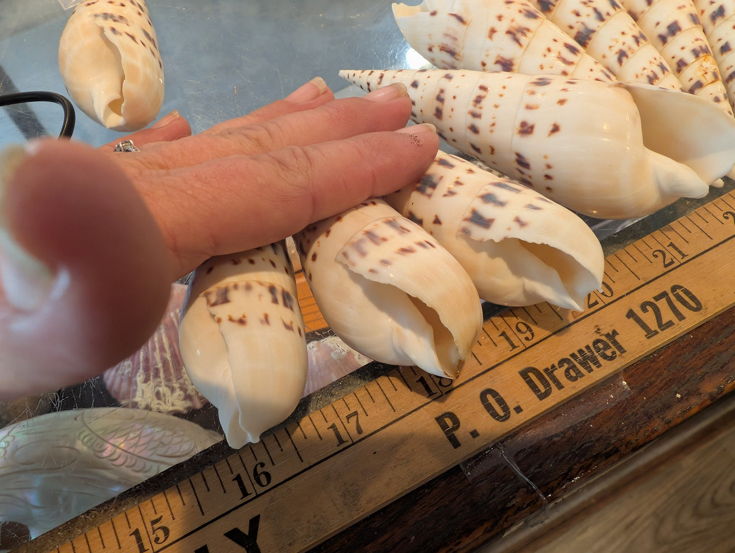 Marlin Spike Shell Terebra Maculata