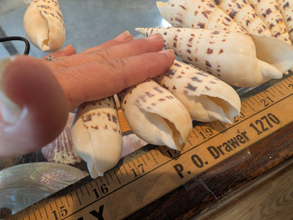 Marlin Spike Shell Terebra Maculata