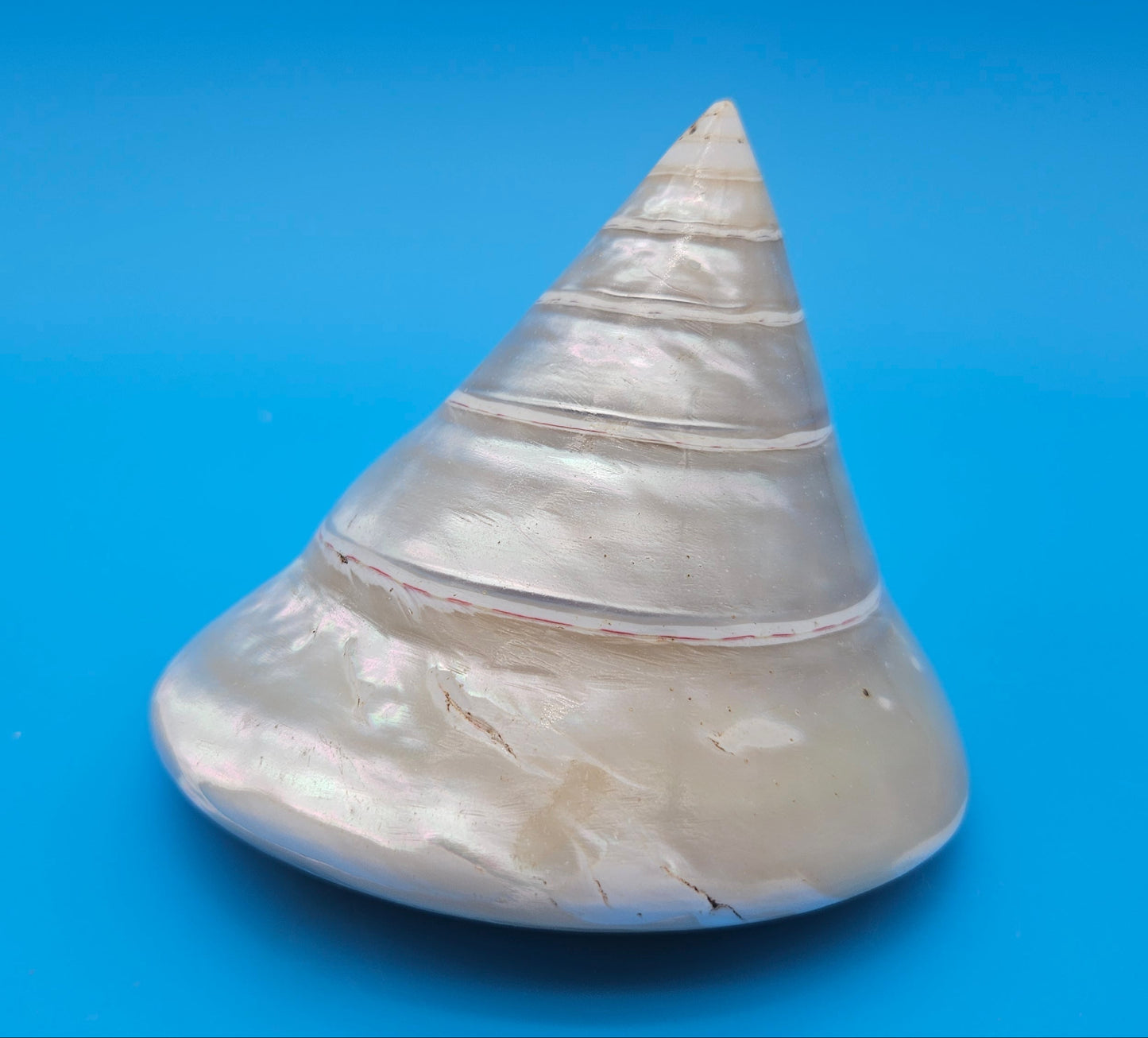 Pearled Trochus Niloticus Shell 4" Polished Spiral Display Shell with Iridescent Finish