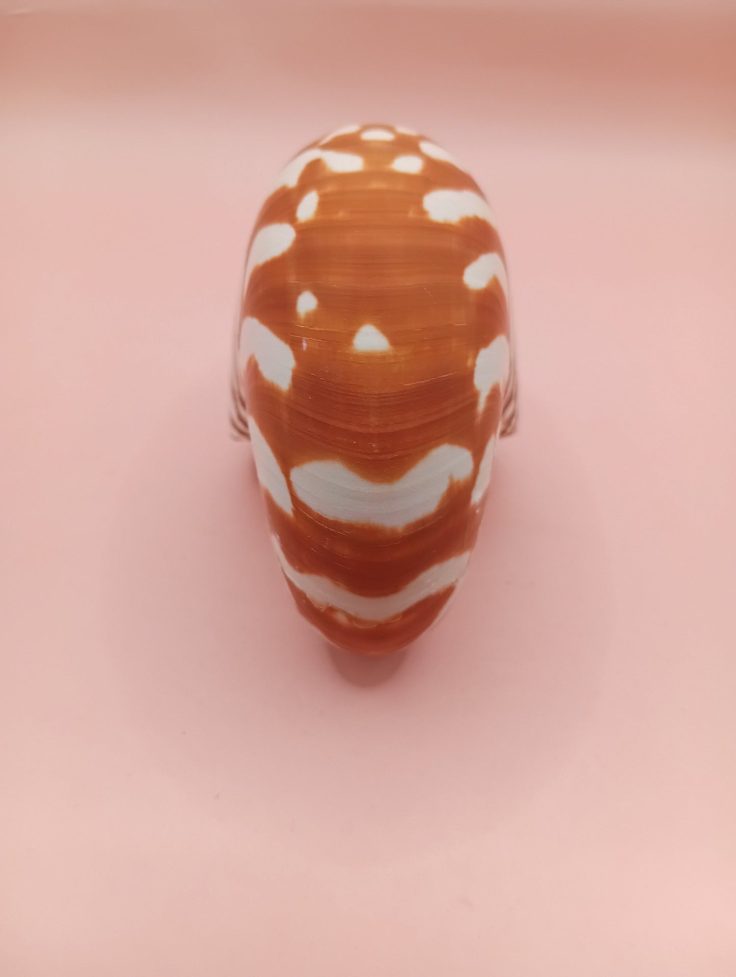 Tiger Nautilus Shell – Striking Natural Ocean Decor 4"