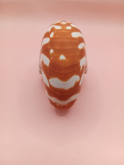 Tiger Nautilus Shell – Striking Natural Ocean Decor 4"