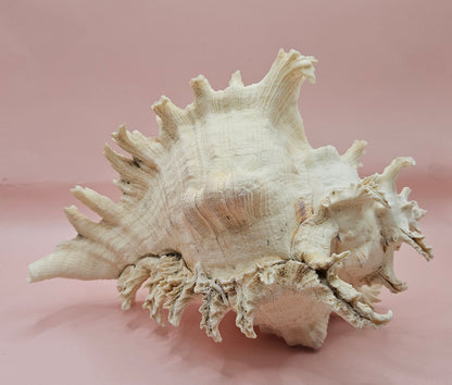 Murex Ramosus Conch – Large Spiny Seashell for Coastal & Nautical Decor (8.5" x 6.25")