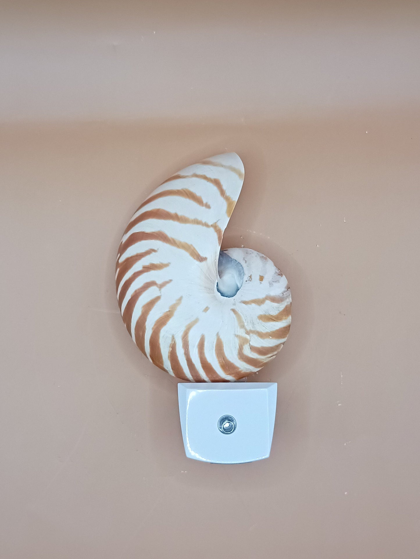 Nautilus Shell LED Night Light