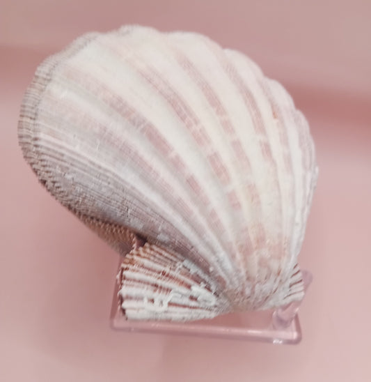 Natural Lion's Paw Seashell Pair – 5.0" x 5.2" – Coastal Display Accent