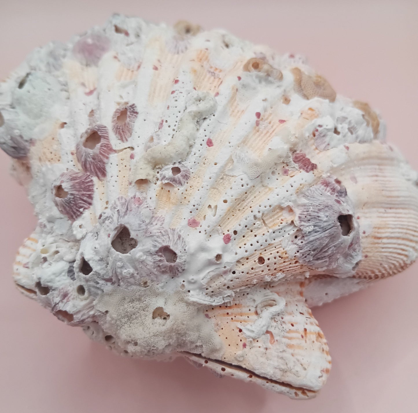 Natural Orange Lion's Paw Seashell Pair – 5.1" x 4.9" – Coastal Display Accent