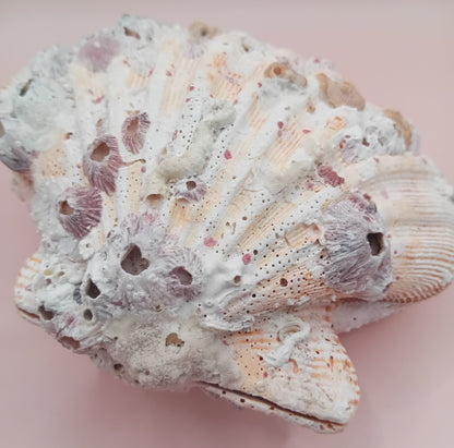 Natural Orange Lion's Paw Seashell Pair – 5.1" x 4.9" – Coastal Display Accent